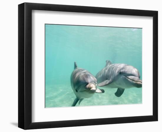 Bottlenose Dolphins-Stuart Westmorland-Framed Photographic Print