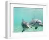 Bottlenose Dolphins-Stuart Westmorland-Framed Photographic Print