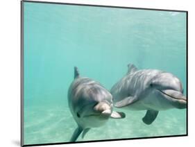 Bottlenose Dolphins-Stuart Westmorland-Mounted Photographic Print