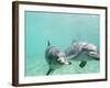 Bottlenose Dolphins-Stuart Westmorland-Framed Photographic Print