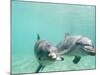 Bottlenose Dolphins-Stuart Westmorland-Mounted Photographic Print