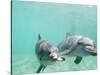Bottlenose Dolphins-Stuart Westmorland-Stretched Canvas
