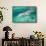 Bottlenosed Dolphin at UNEXSO Dive Site-Paul Souders-Framed Stretched Canvas displayed on a wall