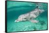 Bottlenosed Dolphin at UNEXSO Dive Site-Paul Souders-Framed Stretched Canvas
