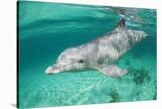 Bottlenosed Dolphin at UNEXSO Dive Site-Paul Souders-Stretched Canvas