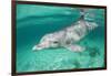 Bottlenosed Dolphin at UNEXSO Dive Site-Paul Souders-Framed Photographic Print