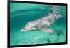 Bottlenosed Dolphin at UNEXSO Dive Site-Paul Souders-Framed Photographic Print