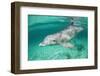 Bottlenosed Dolphin at UNEXSO Dive Site-Paul Souders-Framed Photographic Print