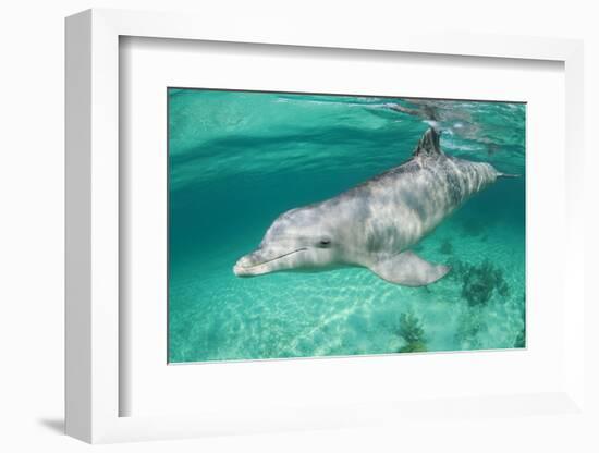 Bottlenosed Dolphin at UNEXSO Dive Site-Paul Souders-Framed Photographic Print