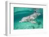 Bottlenosed Dolphin at UNEXSO Dive Site-Paul Souders-Framed Photographic Print