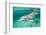 Bottlenosed Dolphin at UNEXSO Dive Site-Paul Souders-Framed Photographic Print