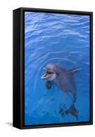 Bottlenosed Dolphin in Water with Mouth Open-DLILLC-Framed Stretched Canvas