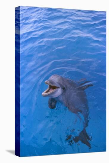 Bottlenosed Dolphin in Water with Mouth Open-DLILLC-Stretched Canvas