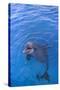 Bottlenosed Dolphin in Water with Mouth Open-DLILLC-Stretched Canvas