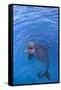Bottlenosed Dolphin in Water with Mouth Open-DLILLC-Framed Stretched Canvas