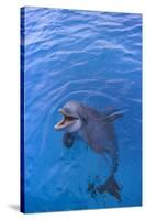 Bottlenosed Dolphin in Water with Mouth Open-DLILLC-Stretched Canvas