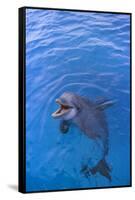 Bottlenosed Dolphin in Water with Mouth Open-DLILLC-Framed Stretched Canvas