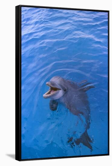 Bottlenosed Dolphin in Water with Mouth Open-DLILLC-Framed Stretched Canvas