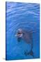 Bottlenosed Dolphin in Water with Mouth Open-DLILLC-Stretched Canvas