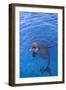 Bottlenosed Dolphin in Water with Mouth Open-DLILLC-Framed Photographic Print