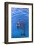 Bottlenosed Dolphin in Water with Mouth Open-DLILLC-Framed Photographic Print