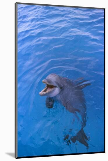 Bottlenosed Dolphin in Water with Mouth Open-DLILLC-Mounted Photographic Print