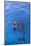 Bottlenosed Dolphin in Water with Mouth Open-DLILLC-Mounted Photographic Print