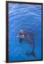 Bottlenosed Dolphin in Water with Mouth Open-DLILLC-Framed Photographic Print