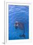 Bottlenosed Dolphin in Water with Mouth Open-DLILLC-Framed Photographic Print