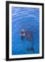Bottlenosed Dolphin in Water with Mouth Open-DLILLC-Framed Photographic Print