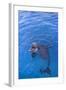 Bottlenosed Dolphin in Water with Mouth Open-DLILLC-Framed Photographic Print