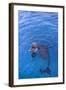 Bottlenosed Dolphin in Water with Mouth Open-DLILLC-Framed Photographic Print