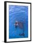 Bottlenosed Dolphin in Water with Mouth Open-DLILLC-Framed Photographic Print