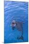 Bottlenosed Dolphin in Water with Mouth Open-DLILLC-Mounted Photographic Print