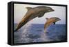 Bottlenosed Dolphin Jumping from Water in Late Evening-null-Framed Stretched Canvas