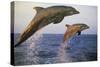 Bottlenosed Dolphin Jumping from Water in Late Evening-null-Stretched Canvas