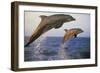 Bottlenosed Dolphin Jumping from Water in Late Evening-null-Framed Photographic Print