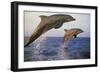 Bottlenosed Dolphin Jumping from Water in Late Evening-null-Framed Photographic Print