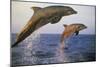 Bottlenosed Dolphin Jumping from Water in Late Evening-null-Mounted Photographic Print