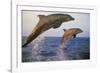 Bottlenosed Dolphin Jumping from Water in Late Evening-null-Framed Photographic Print