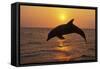 Bottlenosed Dolphin Leaping Out of Water at Sunset-null-Framed Stretched Canvas