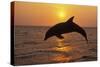 Bottlenosed Dolphin Leaping Out of Water at Sunset-null-Stretched Canvas