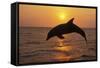 Bottlenosed Dolphin Leaping Out of Water at Sunset-null-Framed Stretched Canvas