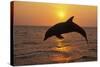 Bottlenosed Dolphin Leaping Out of Water at Sunset-null-Stretched Canvas