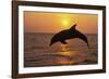 Bottlenosed Dolphin Leaping Out of Water at Sunset-null-Framed Photographic Print