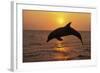 Bottlenosed Dolphin Leaping Out of Water at Sunset-null-Framed Photographic Print