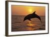 Bottlenosed Dolphin Leaping Out of Water at Sunset-null-Framed Photographic Print