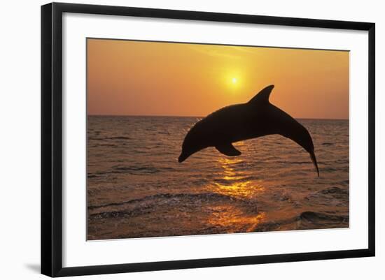 Bottlenosed Dolphin Leaping Out of Water at Sunset-null-Framed Photographic Print