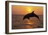 Bottlenosed Dolphin Leaping Out of Water at Sunset-null-Framed Photographic Print