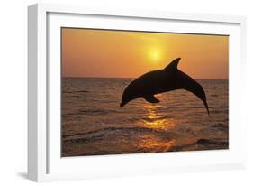 Bottlenosed Dolphin Leaping Out of Water at Sunset-null-Framed Photographic Print